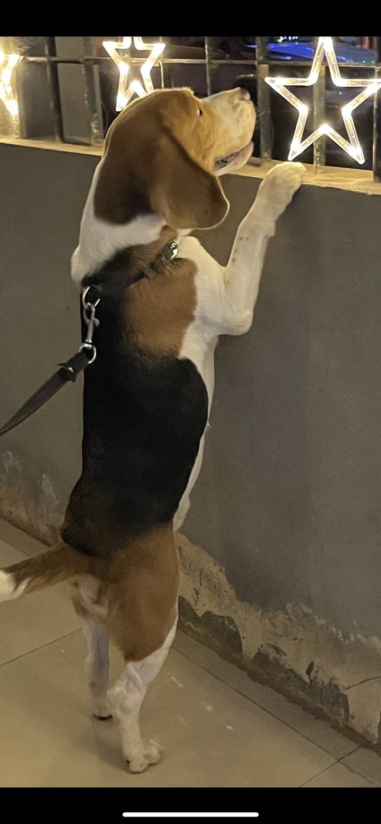 MaraliSimba's tweet photo. Simba 🐶 aiming for ✨ ⭐️ 💫 

https://t.co/lgEYdp5aYv

#Beagle #Beagleboy #beaglefacts #BeagleIndia #SimbaMarali #beaglelover #dog #pet #doglover https://t.co/V0pRvO0osi
