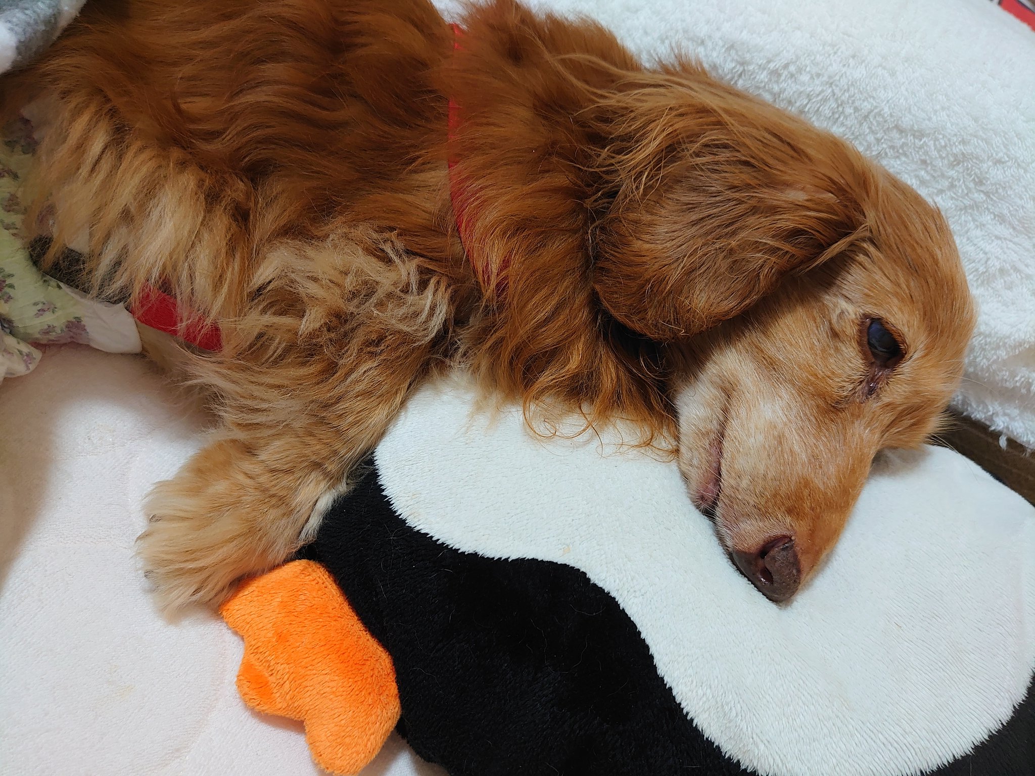 ひなり 老犬介護 ダックスちゃん 頑張ってくれてます 下痢 ビリルビン尿は改善傾向と思います 下痢はデルクリアー ビオイムバスターを飲ませてます 薬 グリチロン スパカール 多くはないけど毎日何かは食べてくれてます 胆嚢粘液嚢腫 胆管