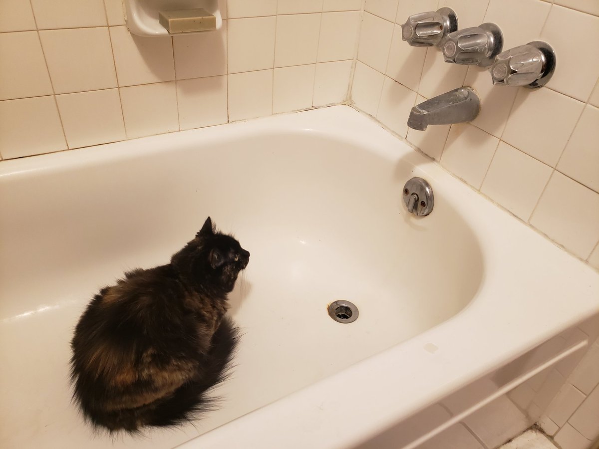 The_Stargazer's tweet photo. That feeling when the bath spout at the old house leaked quite a bit and was your favorite spot to take a drink, and the new house doesn't leak... #housecatproblems https://t.co/iGTIK8bFNM