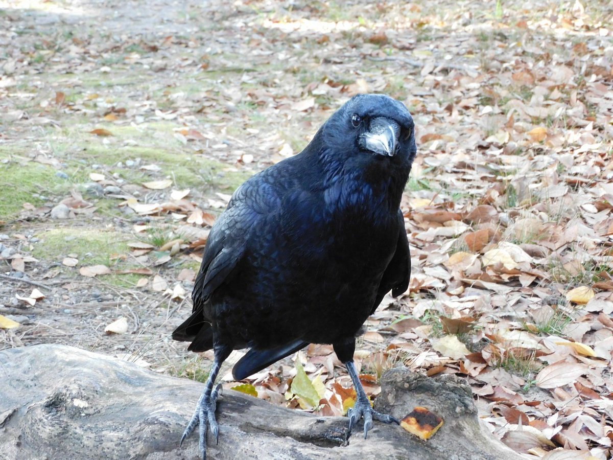 Top Tweets For カラス Twstalker