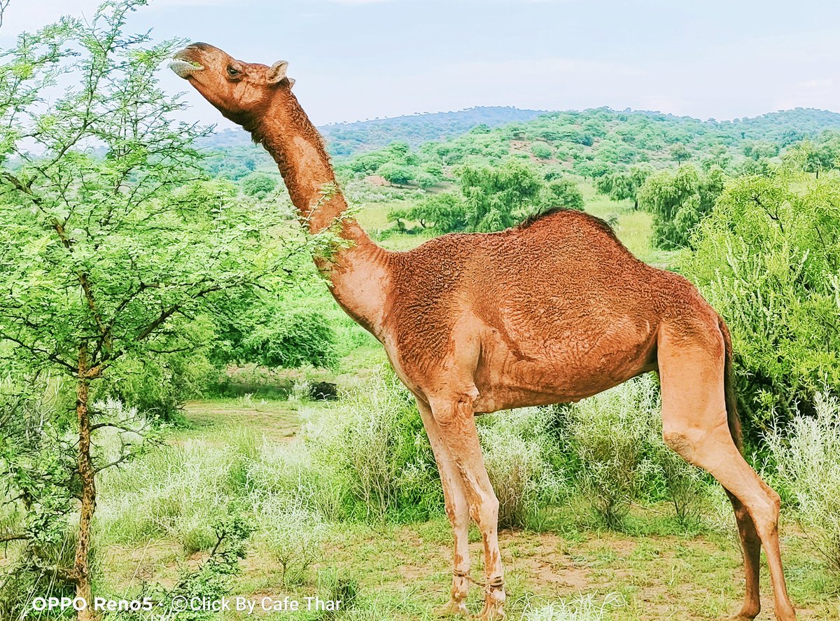 piyaroshivani's tweet photo. Rain showered brown camel of Thar desert Pakistan

#camel
#camels 
#CamelFarm 
#camelsafari 
#camelpose 
#camelphotography 
#dawndotcom 
#cafether 
#thar https://t.co/HifxCgZFAf