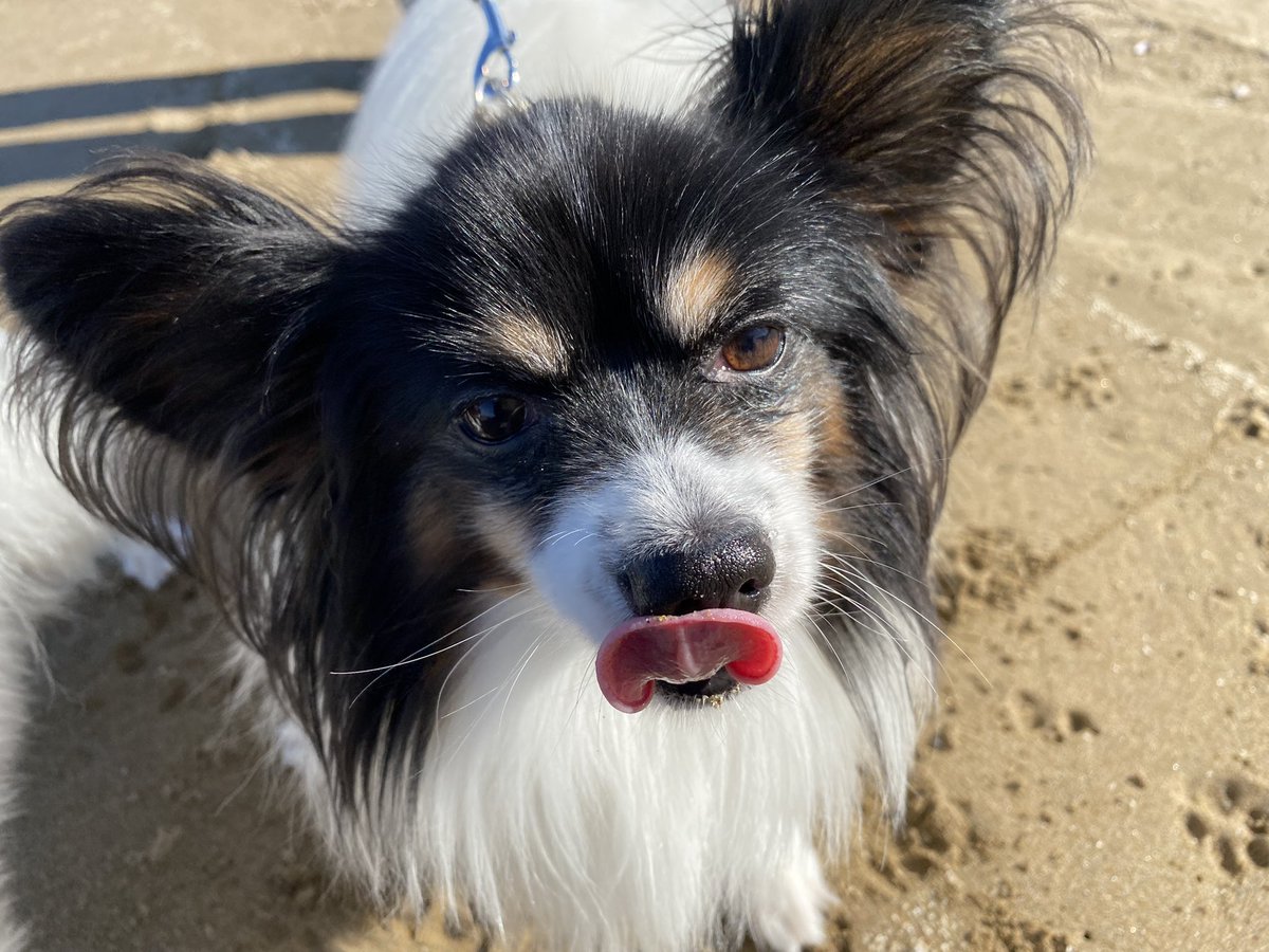 Left_Hand55's tweet photo. お前たち‼︎

砂美味しいんか(-｡-;⁇

#パピヨン
#dog https://t.co/GzoFTk98jY