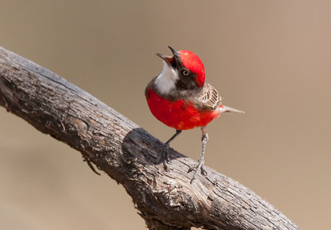 VasuBharat09's tweet photo. Though a tiny bird
her wings are
so colorful;
though not so large
as a grain
her eyes pierce all;
though like a
thin stem
her legs
hop and jump
from one tree
to another.
It stops its
play and settles
on a bare tree.
Perhaps, to
satisfy my view.
Her choice
brightens up
her colors. https://t.co/88sGVQvZf9