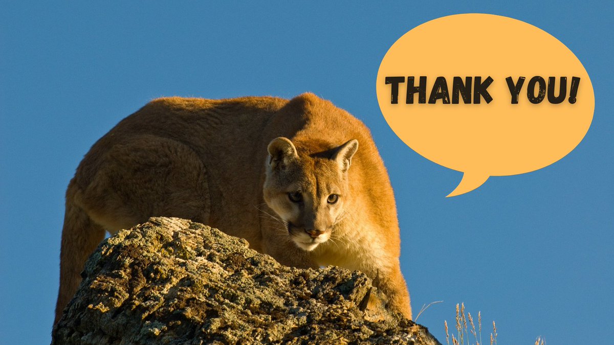 EnvironmentAZ's tweet photo. Hey @RepRaulGrijalva, our wildlife thanks you for all your work in ensuring wildlife corridor projects are funded! #ReconnectNature #infrastructure https://t.co/2H6XdpO0Uq