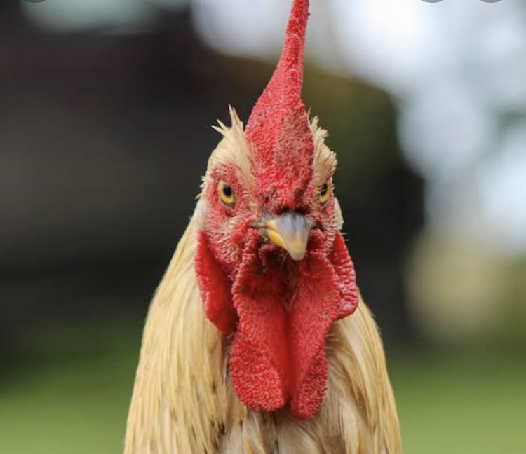 noideabuthere's tweet photo. @A_Modern_Woman Here is a picture of my beautiful coq. https://t.co/ObbJTkL9oM