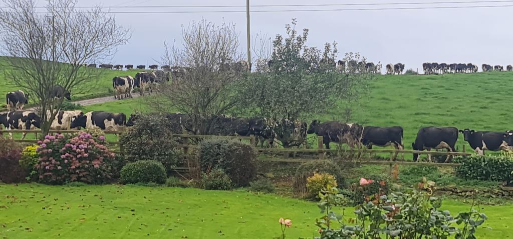 CryptoSpider0x's tweet photo. #CowTrain on the move again this morning #grasstomilk https://t.co/DlAiI5drrH