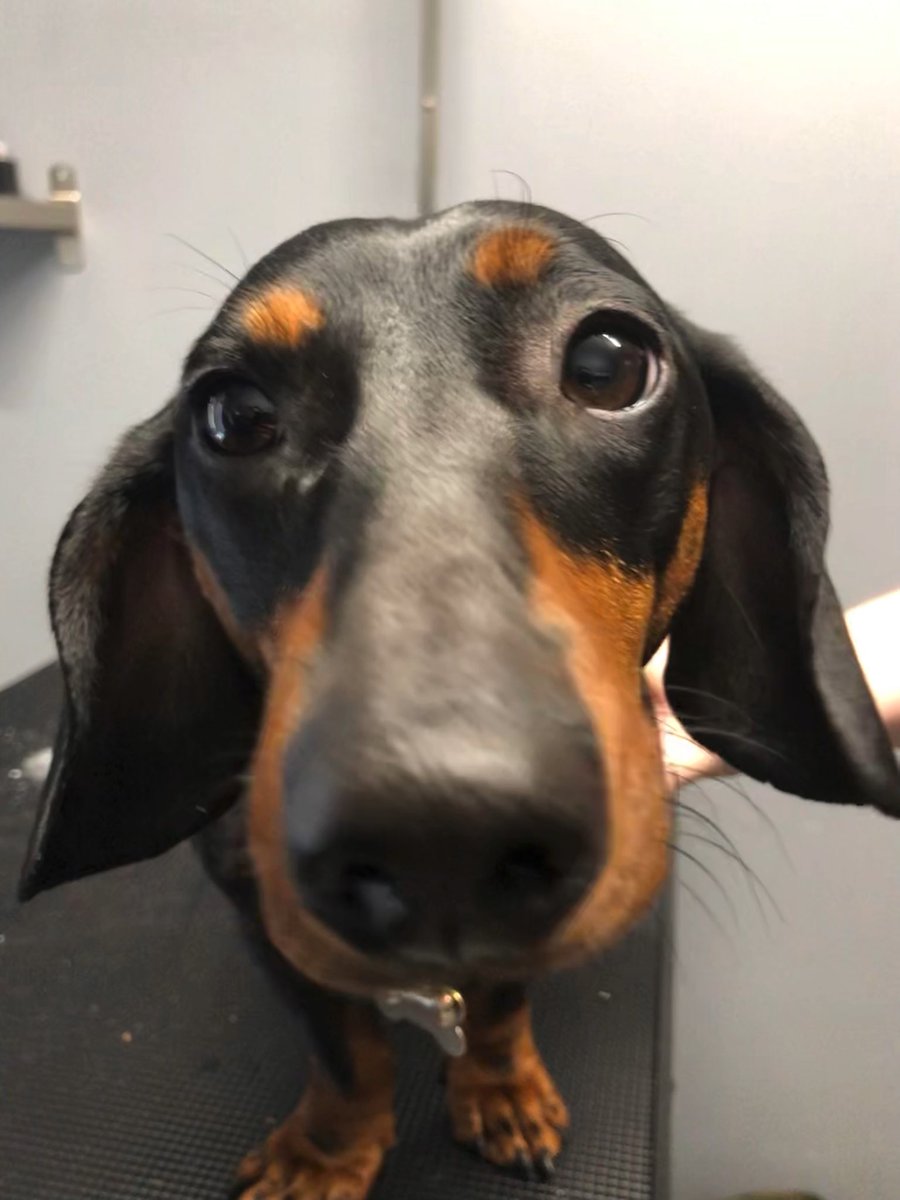 GeorginaW27's tweet photo. Gorgeous Frank popped in for a nail trim π€ #doggroomer #doggrooming #groomerslife #doggroomersofinstagram
#doggroomersoftwitter
#homebasedsalon #smallbusiness #sheffieldissuper #lovechesterfield #derbyshire #southyorkshire #petgroomer #dogsofsheffield #derbyshiredogs #dogs https://t.co/kbyVhmtuKV