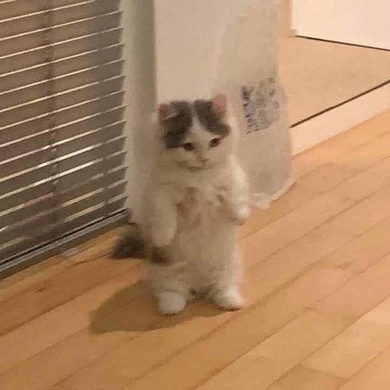 dteamhours's tweet photo. dream team as these cats
       a short — 🧵 https://t.co/5ZWQPxBH8Q