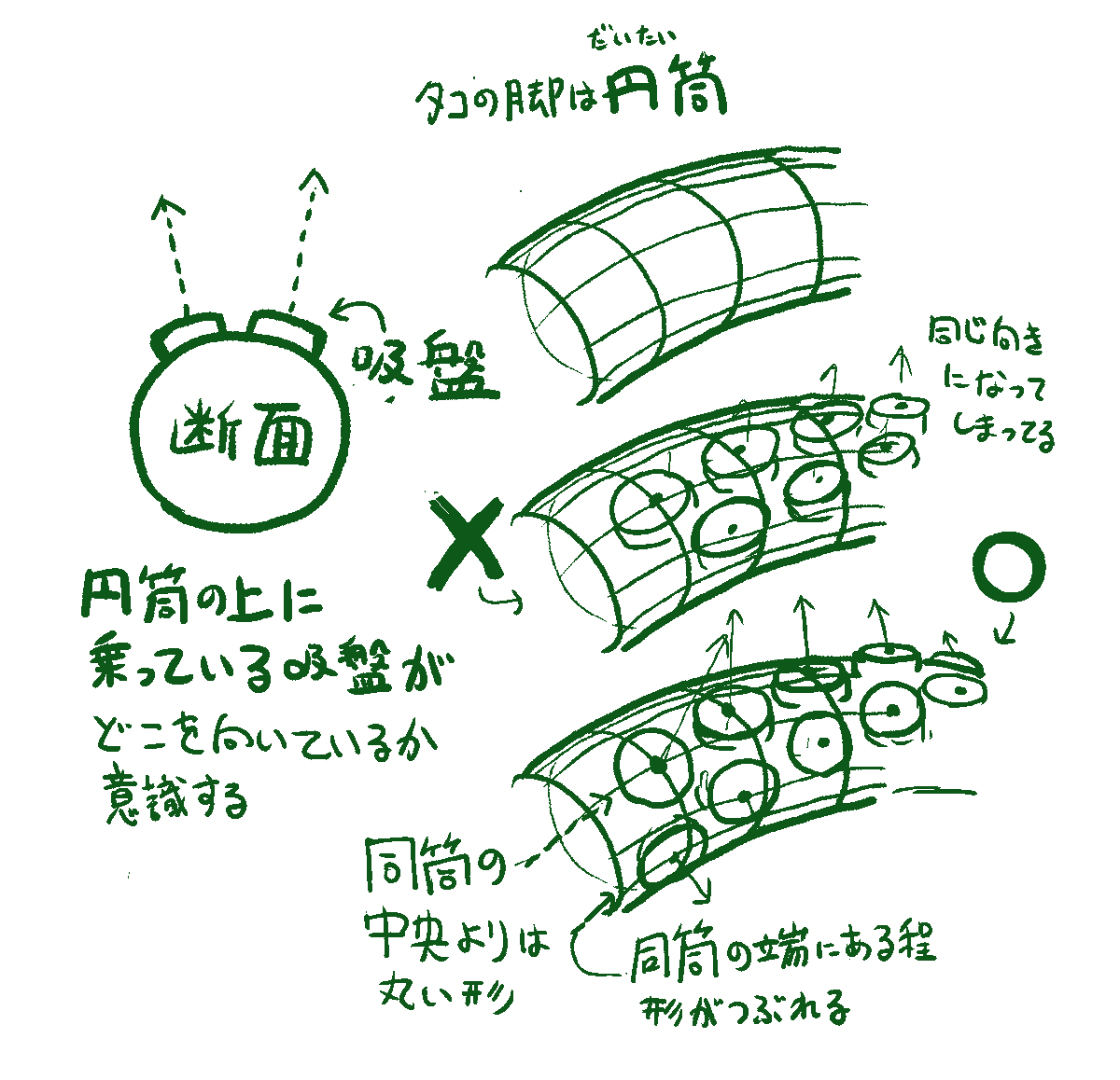 前回の触手シーン(タコ触手&ボコボコ触手)のアシスタントさんへの指示メモ。

円筒状のものに乗っかっている形の捉え方のコツ。

※だいたい」円筒状って書いてますが、厳密にいうと蛸の足は吸盤の生えてる方はちょっと平べったくなってるので、ここまでおおげさに向きが変わったりはしてないけど 