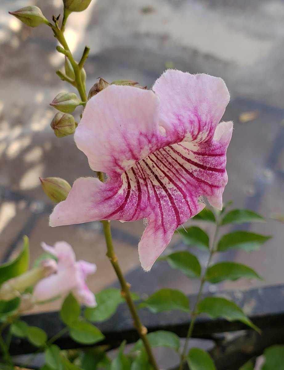 neeru0612's tweet photo. Ek aur talaash khatam huyi😀
#PinkTecoma https://t.co/PZQBUwCBoP
