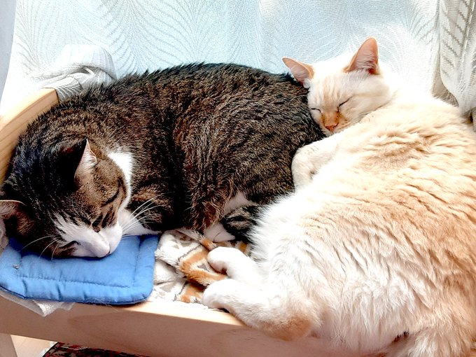 ぬくぬくサンシャインだぶるニャンコもふてぃっくもふもふ 