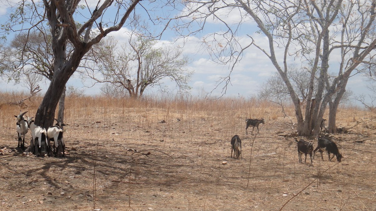 Another contribution with an important message. Mário Balaro's <a href="/uff_br/">UFF</a> image and text show how sheep and goats can survive harsh conditions in Brazil's Ceará State, helping the local community, alleviating poverty and achieving WHO’s Millennium goals. 
@Sheepvetsoc @Moreduncomms