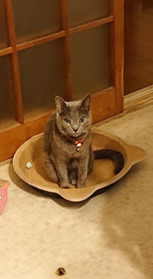 Ham346C's tweet photo. #拡散希望 

実家のニャンコ🐈‍⬛が家出しちゃって1週間過ぎましたが帰って来ません。

失踪日:2021年10月24日夕方
名前:ちじみ　年齢:老猫
猫種:#ロシアンブルー

阪神青木駅北側付近で行方不明に

#迷い猫探してます 
#まよいねこ探してます 
#迷い猫 
#まよいねこ 
#lost_cat 
#lost_cats https://t.co/L9Fw8aaDaP
