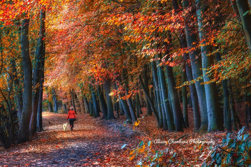 Newmillerdam Autumn Woodland©️. A woman walks her dog along the autumnal woodland path that encircles Newmillerdam lake in Wakefield, West Yorkshire. Shop.Photo4Me.com/1067813 10% off use code NOV21. #Newmillerdam <a href="/Expwakefield/">Experience Wakefield</a> #Wakefield #Autumn #wallartforsale #ChristmasIdeas