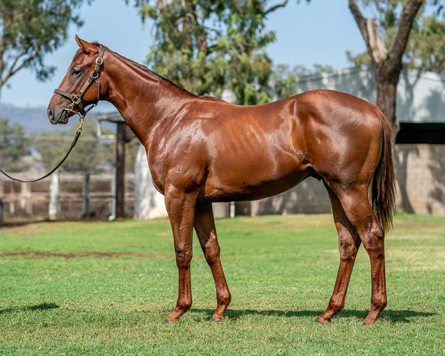 NewgateFarm's tweet photo. It'sarayday 🚀 becomes Winning Rupert’s 1️⃣ Stakes Winner‼️
This Newgate Raised, SF Bloodstock @TomRyanKY bred made it look easy winning the Fairetha Stakes impressively, taking his resume to 3️⃣ wins from just 4️⃣ starts @Simon_Miller_ 🚀🚀
#WinningRupert #RaisingRacehorses https://t.co/UnkOK0faIz