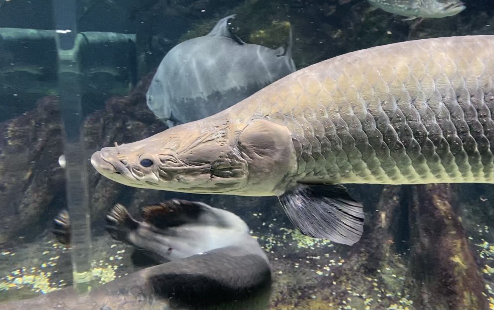 𝐘𝐀𝐌𝐀 世界最大級の淡水魚水族館アクア トトぎふへ 淡水魚だけって珍しい 見た事ない魚がたくさん見れて 施設も綺麗で良かったです アクア トトぎふ 淡水魚水族館
