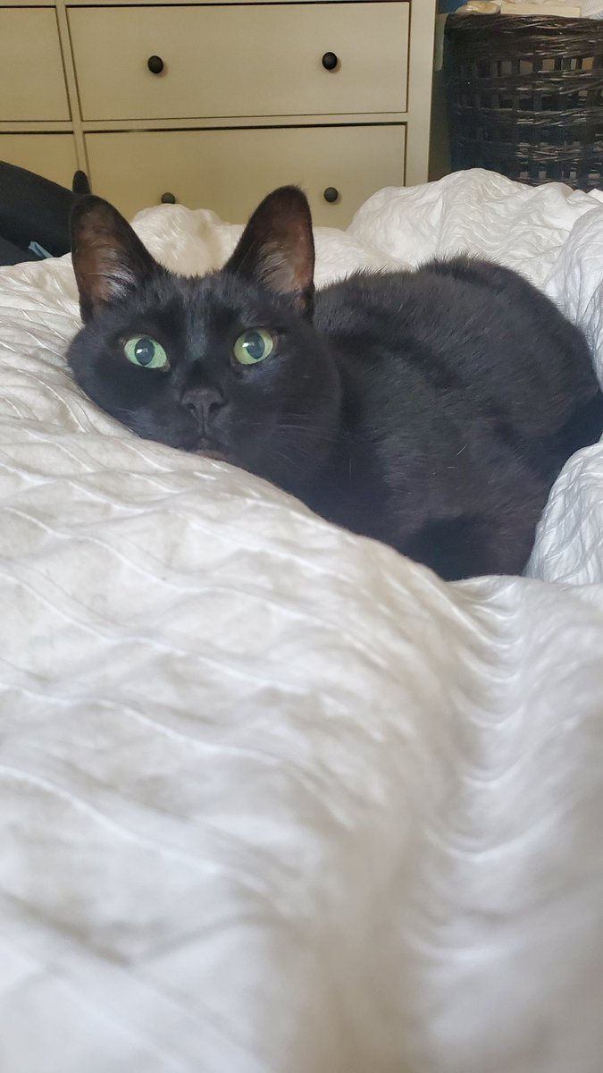 ValiantJanuary's tweet photo. You would think a year would be enough but I haven't forgotten your beautiful blue green eyes, your little kitty purrs. My furry co-pilot in the good and bad for all those years. I hope in this vast and infinite universe there is a place where you're waiting for me. I hope. https://t.co/ZAaV8QD6tb
