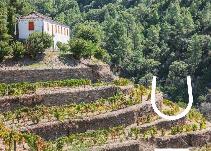 wine_alle's tweet photo. Created in 2001, by Sandra Tavares da Silva and Jorge Serôdio Borges, Wine &amp; Soul and its wines are living proof that the traditional vineyards from which great Vintages are born are equally capable of producing great Douro wines.

#winetourism #winescape #partnership https://t.co/6pl7sDLKhf