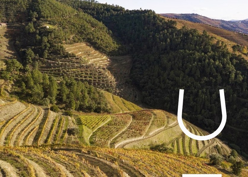 wine_alle's tweet photo. Created in 2001, by Sandra Tavares da Silva and Jorge Serôdio Borges, Wine &amp; Soul and its wines are living proof that the traditional vineyards from which great Vintages are born are equally capable of producing great Douro wines.

#winetourism #winescape #partnership https://t.co/6pl7sDLKhf