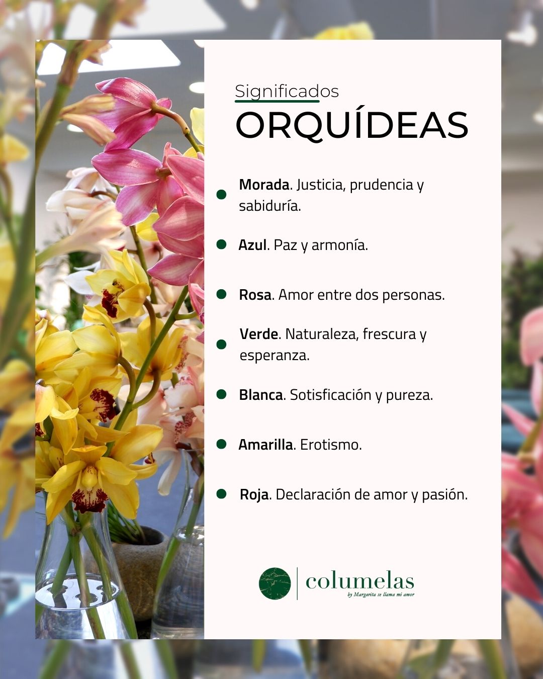 El significado del color de las orquídeas