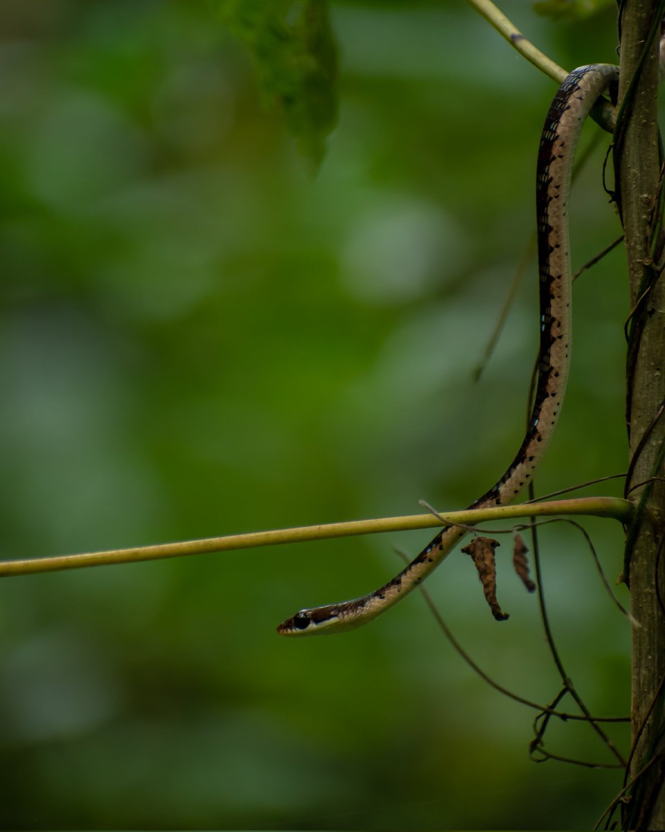 Manoj_Bhat_'s tweet photo. Bronzeback Tree Snake in it's natural environment
#indiansnakes #bronzeback #snakesofinstagram #snakesofkarnataka #snakesofindiansubcontinent #nikon #green #bronzebacktreesnake #hanging #nature #snakesofwesternghats https://t.co/Tw40xjvpMp