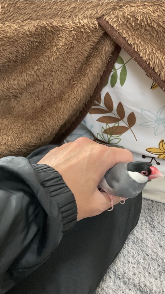 javasparrow2021's tweet image. 定位置笑