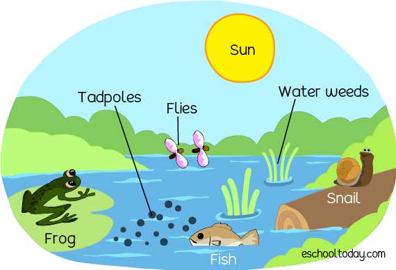 harmonized_in's tweet image. #Ecosystem is a geographic area where plants, animals, and other organisms, as well as weather and landscape, work together to form a bubble of life. Ecosystems contain biotic , as well as abiotic factors. Abiotic factors include rocks, temperature, and humidity.