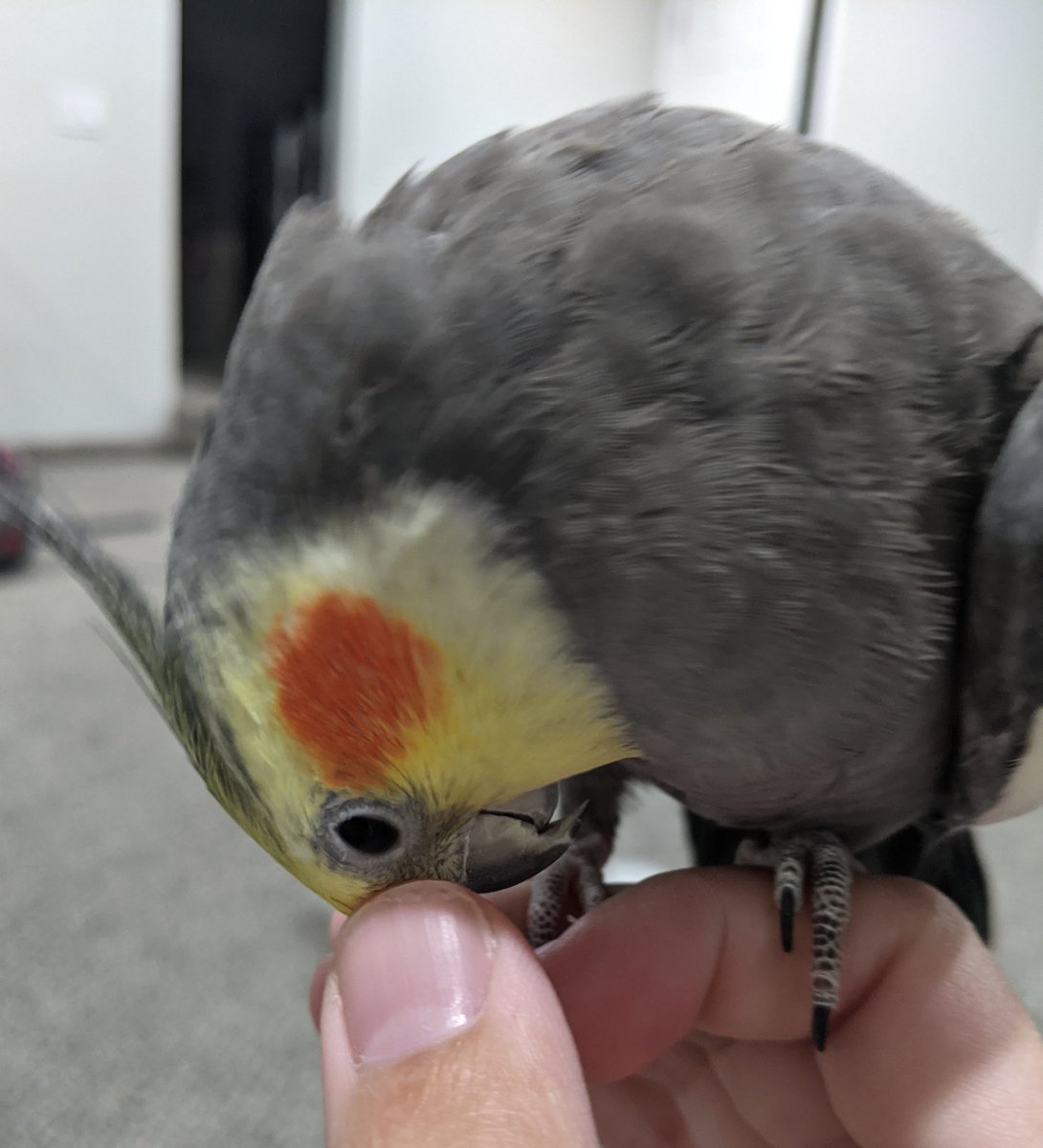 MariGenkii's tweet photo. @streetlightdawn To get an accurate diagnosis is seriously such a blessing, such great news to hear!! I'm more than happy to be stuck with you 💖 here's a Chicken for you https://t.co/gEFBZBia90