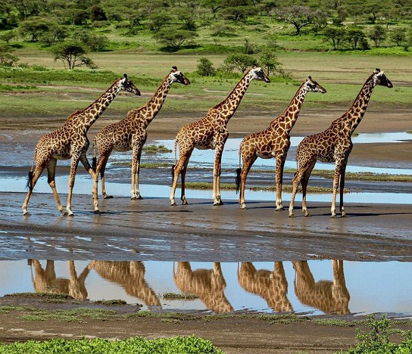 luxurytravel's tweet photo. Social distancing in the giraffe world - A Luxury Travel Blog https://t.co/aIVdTyizQd #luxurytravel https://t.co/Z0FwmwISqA