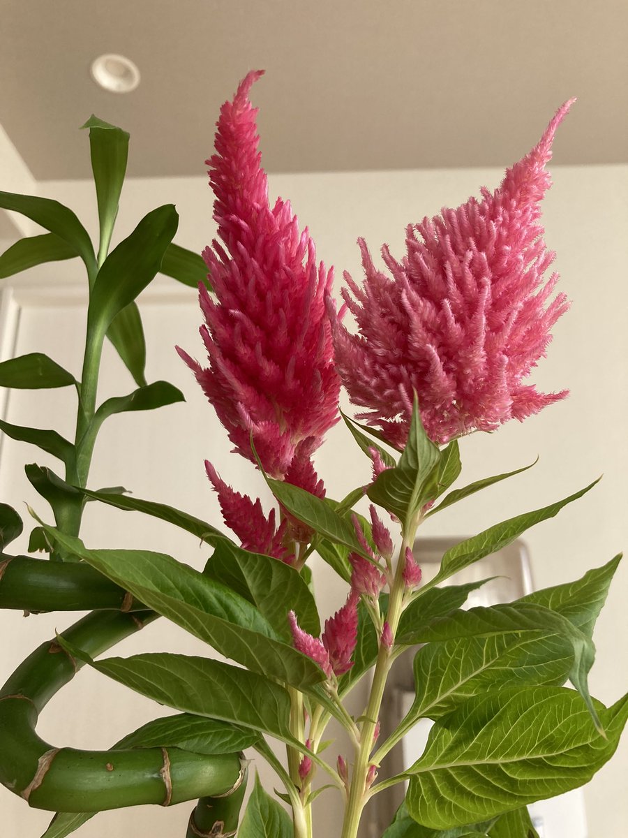 森元紀子 Ten Sen En 羽毛ケイトウかわいいな T Co Vuh3no1lne Twitter