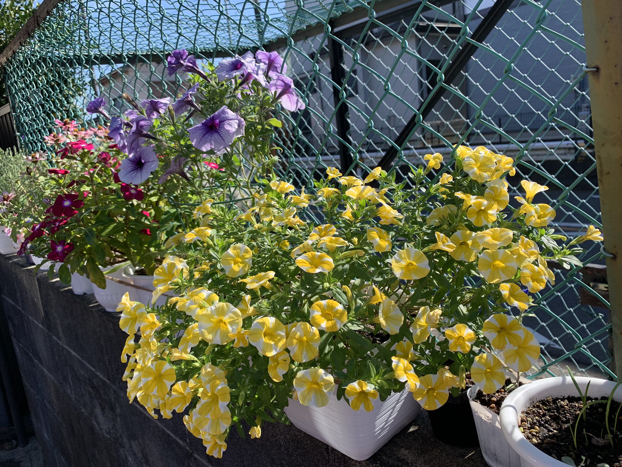 スーパーベルレモンスライス Twitter Search Twitter