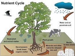harmonized_in's tweet image. #Nutrient cycle is the movement and exchange of organic and inorganic matter back into the production of matter. Energy flow is a unidirectional and noncyclic pathway, whereas the movement of mineral nutrients is cyclic.