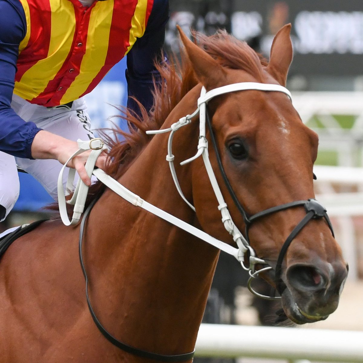 Racing.com tweet media