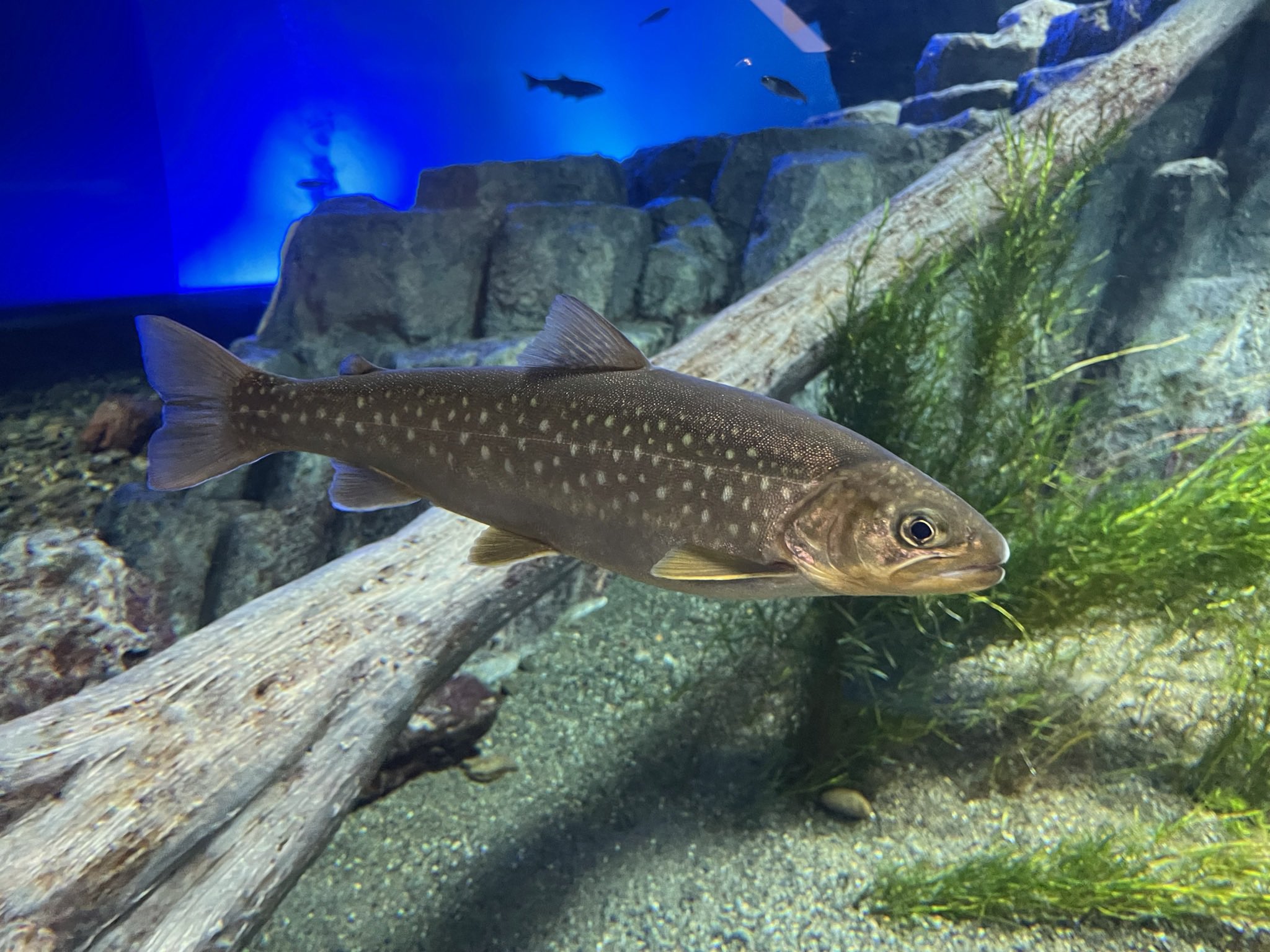 北大 魚類同好会 公式 Hokudaifish1022 Twitter