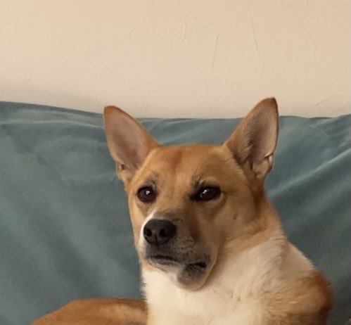 カンザキオート Kanzakiauto Twitter