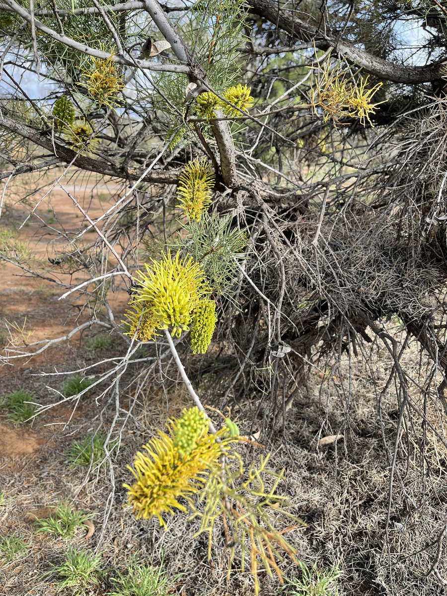 Donna Digby tweet media