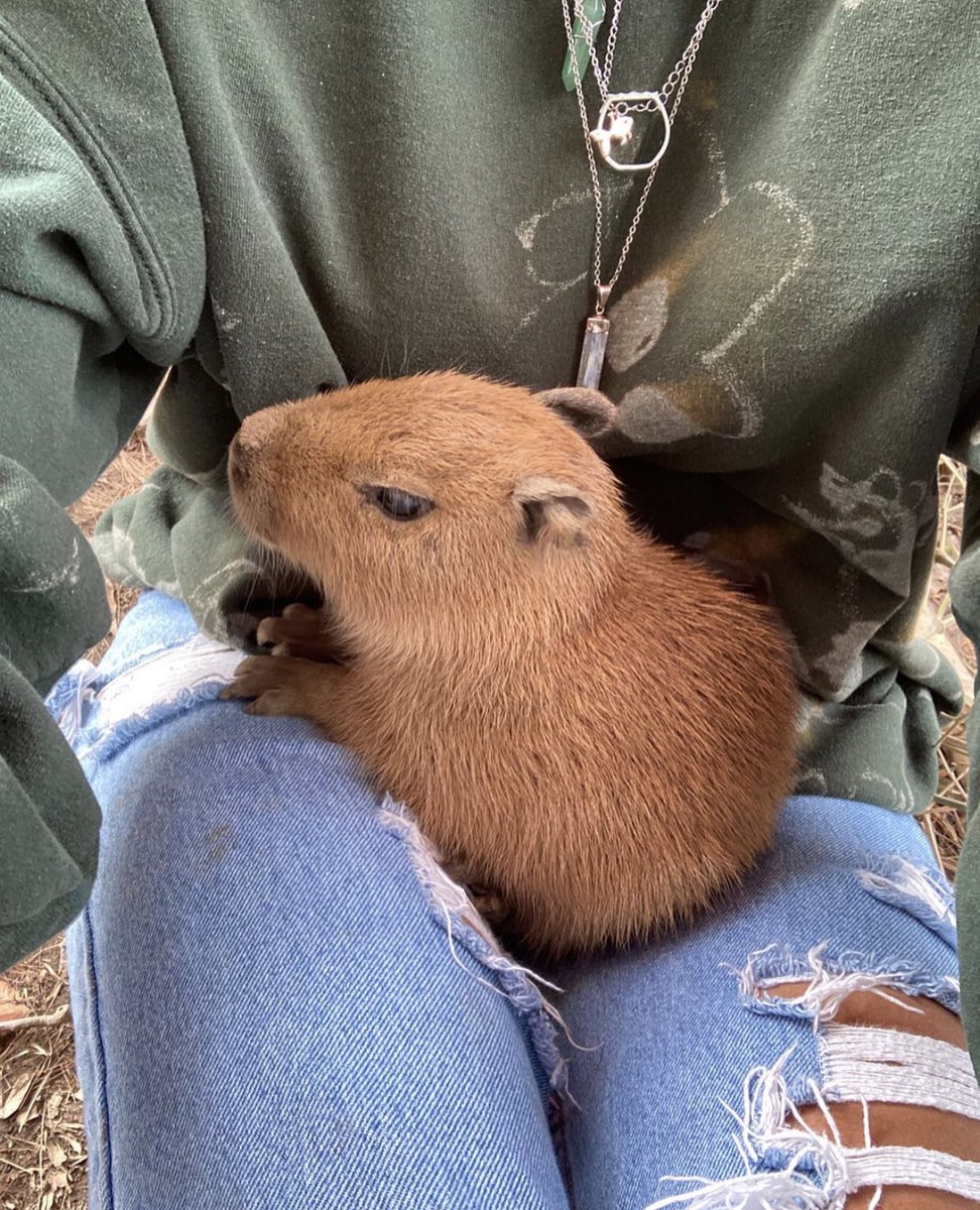 CapybaraCountry's tweet photo. https://t.co/F4kAc7VZrk