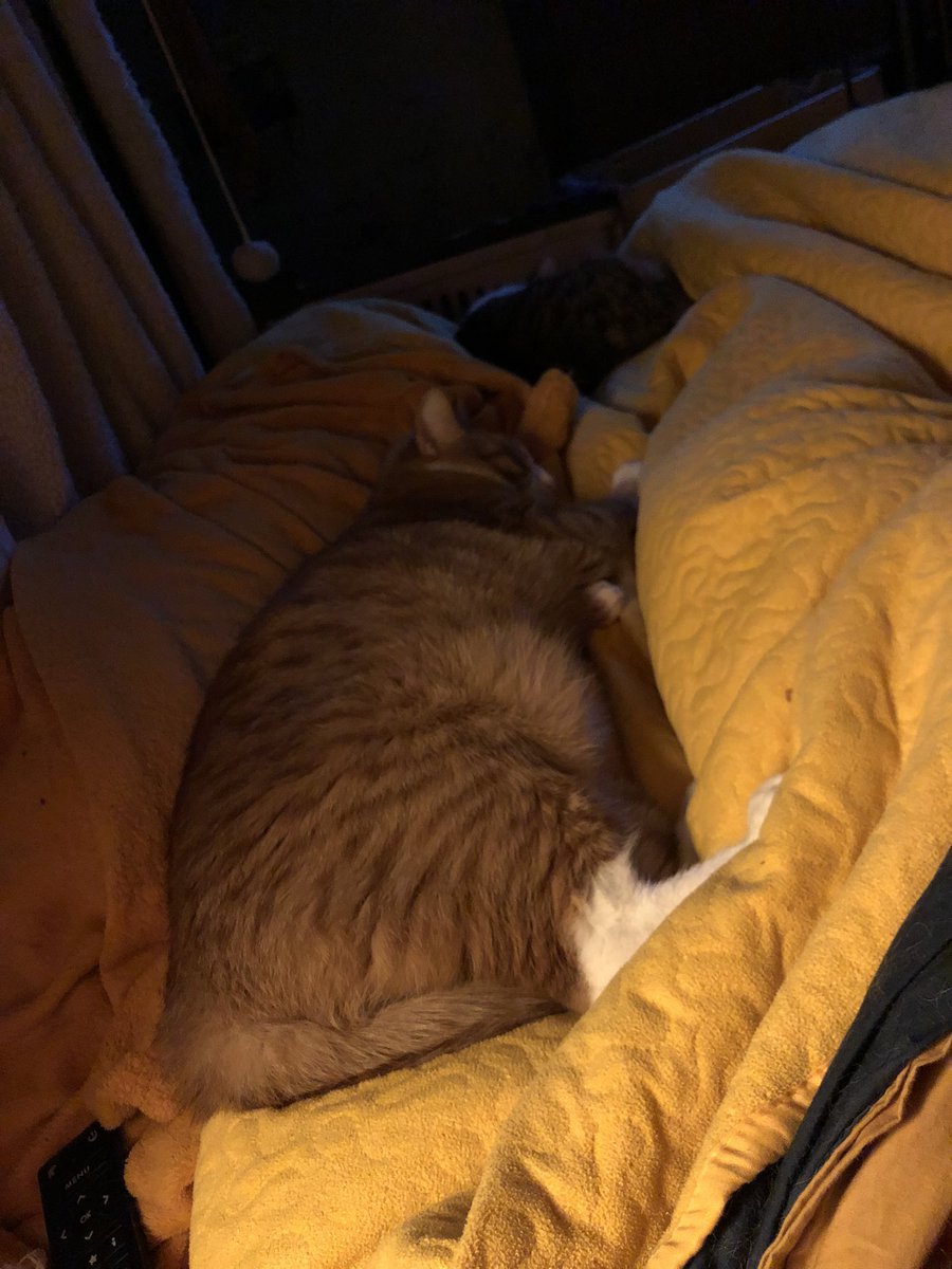 AdoringKS's tweet photo. Question. Where am I supposed to sleep? #kittyattack 😂 https://t.co/pYyg5XukfN