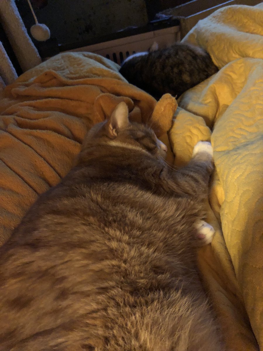 AdoringKS's tweet photo. Question. Where am I supposed to sleep? #kittyattack 😂 https://t.co/pYyg5XukfN