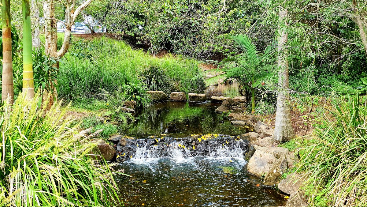 angela_leitch's tweet photo. SEQBushwalk #5 more like a garden walk than bushwalk really. #BotanicGardensBenowa #Kombumerri #Yugambeh Country https://t.co/3QNZGLnga3