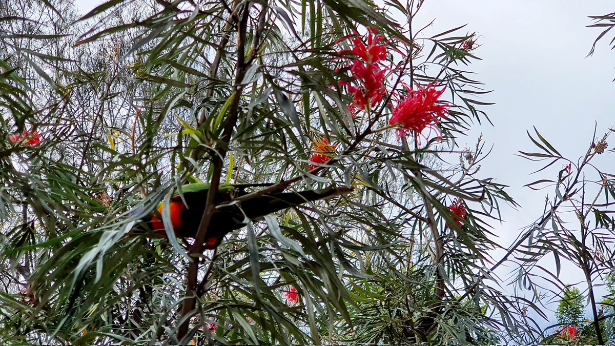 angela_leitch's tweet photo. SEQBushwalk #5 more like a garden walk than bushwalk really. #BotanicGardensBenowa #Kombumerri #Yugambeh Country https://t.co/3QNZGLnga3