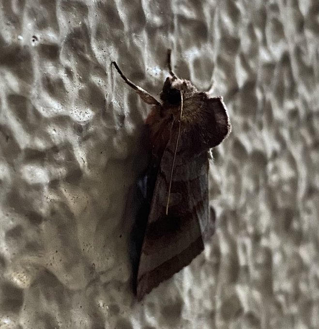 モヒカンのtwitterイラスト検索結果 古い順