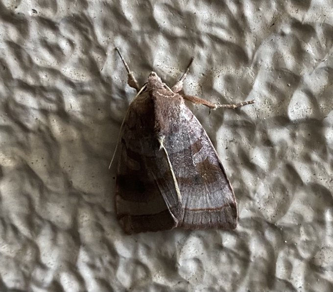 モヒカンのtwitterイラスト検索結果 古い順