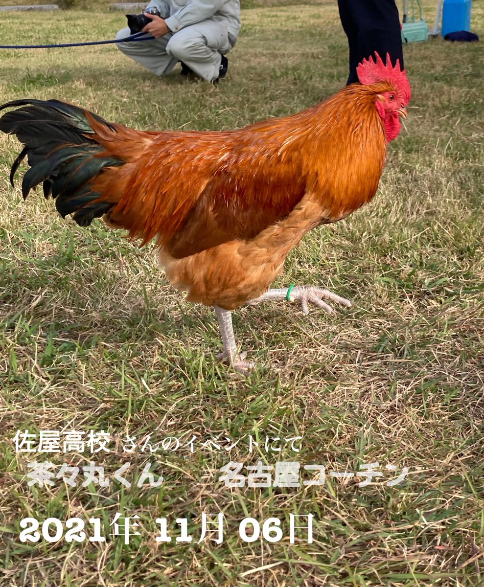 BYJK2020's tweet photo. #linecamera 
今日のショット

佐屋高校のイベントにて出会った
イケメン鶏🐓さん
名古屋コーチンの茶々丸くん

#写真好きな人と繋がりたい
#iphotocreator
#アプリで色遊び
#iPhoneで撮る写真たち https://t.co/iUPwKTV2gX