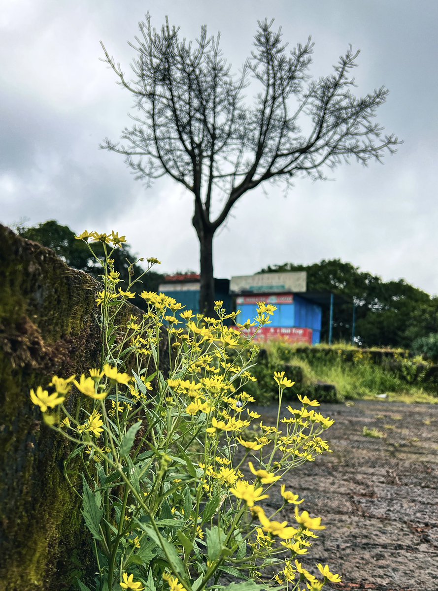 coffeekarma's tweet photo. Different contrasts of life and nature.

Mahabaleshwar, Maharashtra
#india #mahabaleshwar #shotoniphone #ShotOniPhone13ProMax #IncredibleIndia #maharashtra #travel #nature https://t.co/234fqK9FVX