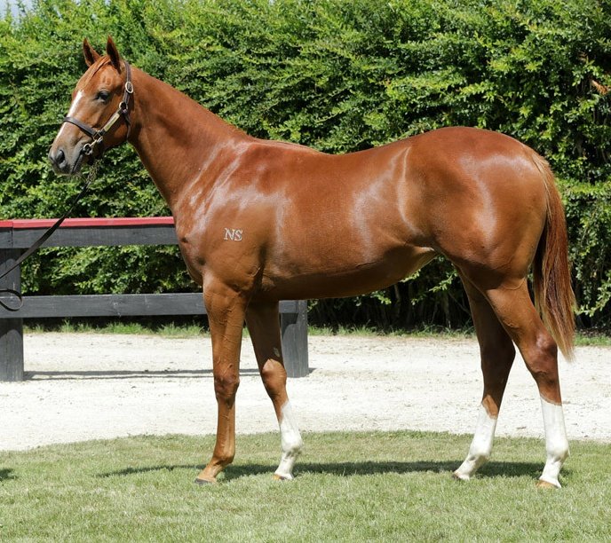 NZTM_TWEET's tweet photo. The New Zealand bred #SuperGenerous (4m Showcasing-Musigny) is the fourth winner from four races in Singapore so far tonight. Previously known as Amor Fati. She was sold by @CurraghmoreNZ at the 2019 @KarakaChat Book 2 Sale for $35,000 to Isdale Racing #VisitInvestWin https://t.co/CwLHgwcW8j