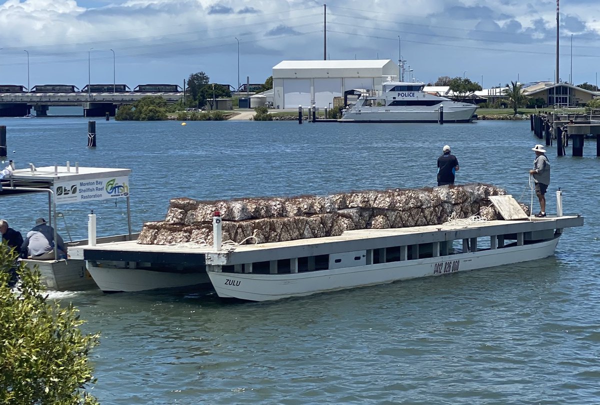 IntrepidTradie's tweet photo. We are really proud of our efforts at OzFish Central Moreton today. We now have another batch of 300 Robs ( robust oyster baskets) on the barge ready to deploy onto our Port of Brisbane site when conditions are favourable . #Shellfishrevolution #OzFishunlimited #shellfishreefs https://t.co/hQYB2zN18g