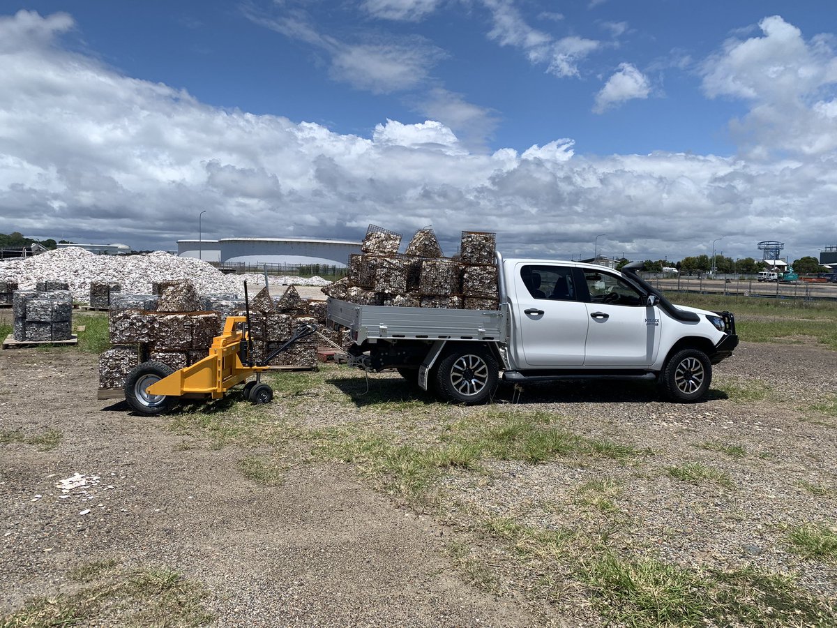 IntrepidTradie's tweet photo. We are really proud of our efforts at OzFish Central Moreton today. We now have another batch of 300 Robs ( robust oyster baskets) on the barge ready to deploy onto our Port of Brisbane site when conditions are favourable . #Shellfishrevolution #OzFishunlimited #shellfishreefs https://t.co/hQYB2zN18g