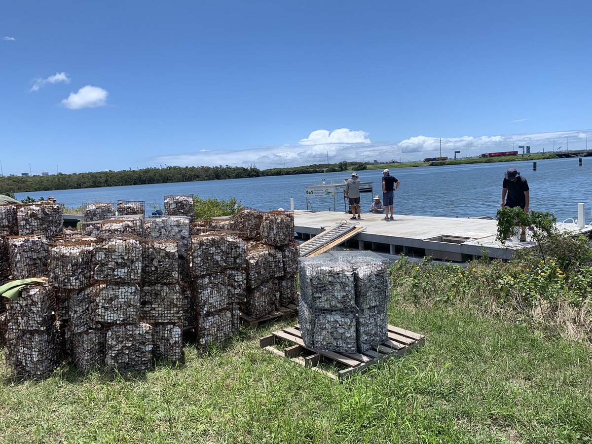 IntrepidTradie's tweet photo. We are really proud of our efforts at OzFish Central Moreton today. We now have another batch of 300 Robs ( robust oyster baskets) on the barge ready to deploy onto our Port of Brisbane site when conditions are favourable . #Shellfishrevolution #OzFishunlimited #shellfishreefs https://t.co/hQYB2zN18g