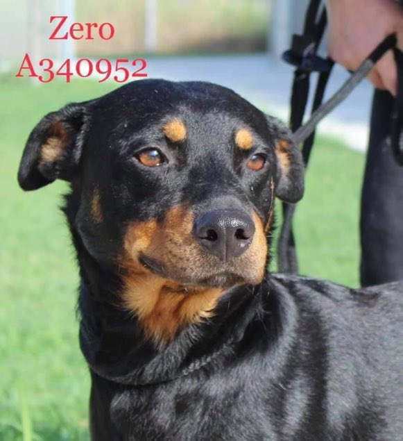 Yasmin_theCat's tweet photo. 🐶 ZERO 🐶 #A340952
💖 Infinitely adorable 💖

• Found stray
• At #CorpusChristi shelter since Sept
💔 Now his ⏰ is up.💔

🆘 KILL DATE: TUES 11/9 💉💀

🐕 18 mos. old #Rottweiler mix
💝 Friendly w shelter staff
🏡 Wants loving home

#Pledge #Foster #Adopt

Interested? See ⬇️ https://t.co/yqwuMSNPeD